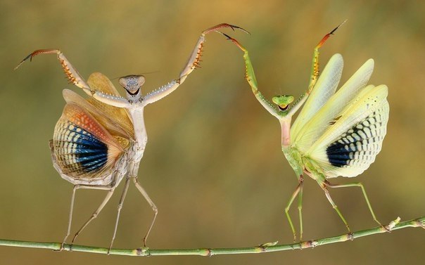   National Geographic
