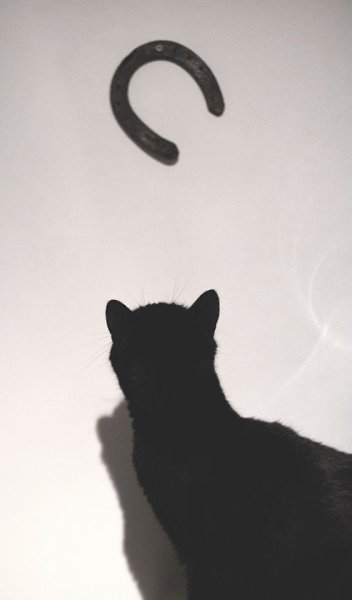 Черные кошки и приметы, которые к ним не относятся - 10