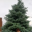 ���� �����, �������, 62 ���� - ��������� 21 ��� 2017 � ������ ���� ����������