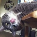 ���� �������, ����, 40 ��� - ��������� 17 ������� 2017