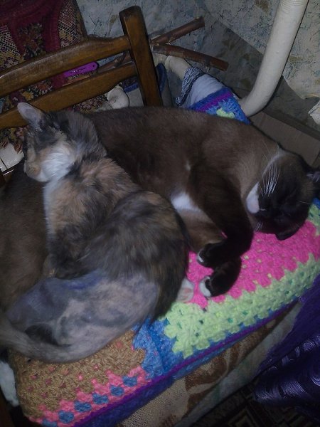 #Безкота_добро.Год назад нашла кошечку. подняла на руки, три лапы висят сломаны с носика течёт ... - 3