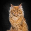 maine-coon   