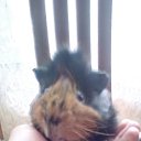 ���� Alexei, �����������, 49 ��� - ��������� 30 �������� 2017 � ������ ���� ����������