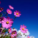 ���� ��������, ���������� - ��������� 24 ������ 2017 � ������ �the flowers and the sky�