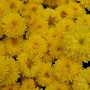  , , 60  -  24  2017   ,&quot;   ..&quot; ,22.10.17