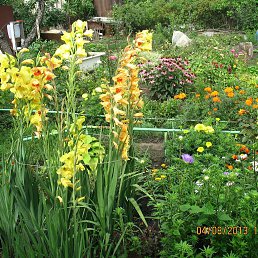 ���� �������, �������, 79 ��� - ��������� 25 ������� 2017