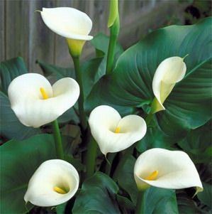   . (Zantedeschia)   .    ...