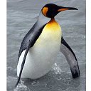 ���� �����, ������ - ��������� 20 ������ 2017 � ������ ���� ����������