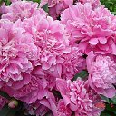 ���� ����, ������, 57 ��� - ��������� 20 �������� 2017