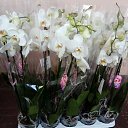 ���� �����, ������, 35 ��� - ��������� 8 ������� 2017