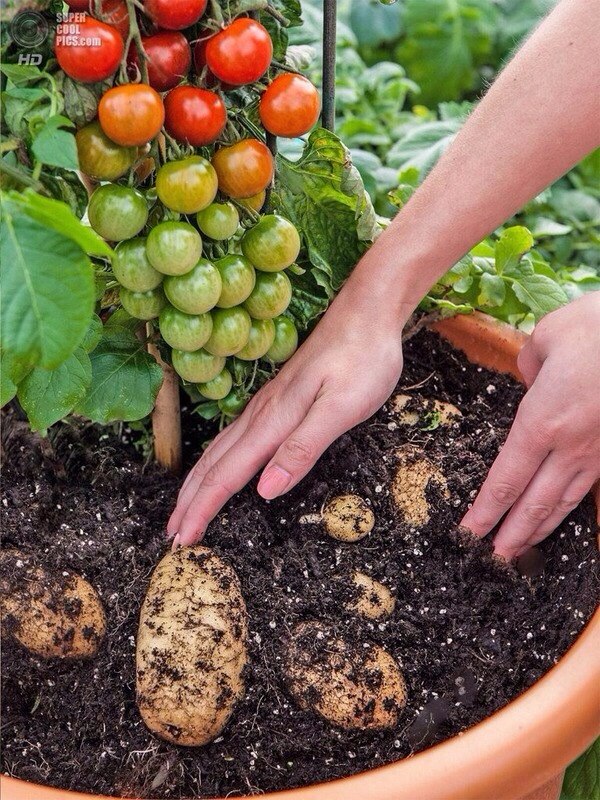  ,      ,  Tomtato (tomato+potato)  500 ...