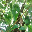 ���� ������, ������������, 42 ���� - ��������� 20 ���� 2017