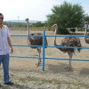 , 52 , 