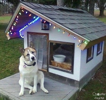 Хозяин точно любящий!