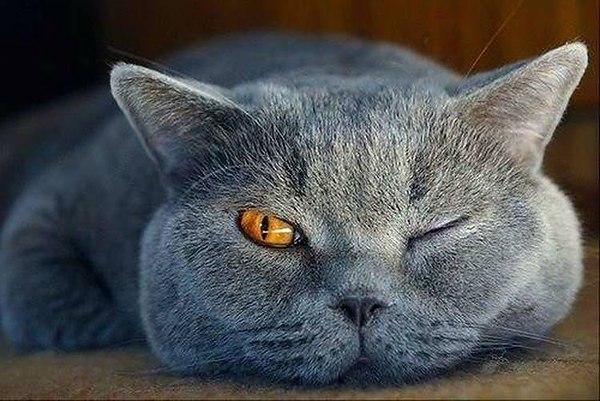 Р. С мужиками как с котами: мечтаешь о британце, сфинксе или мэйн-куне... А идешь по улице, оп!!! И ... - 4