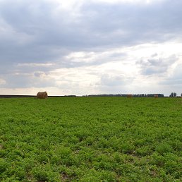 Artem, ������, 36 ���