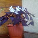 ���� ������, �������� - ��������� 19 ������� 2017 � ������ ���� ����������