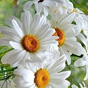 ���� �������, ���� - ��������� 27 ���� 2017 � ������ ��������