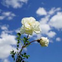 ���� ��������, ���������� - ��������� 24 ������ 2017 � ������ �the flowers and the sky�