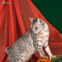 ���� E����, �����-���������, 57 ��� - ��������� 23 ���� 2017 � ������ ������ ��������