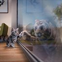 ���� ����, ������������, 51 ��� - ��������� 26 ���� 2017 � ������ ������ ��������