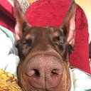 ���� ���/120/, �����-��������� - ��������� 8 ������� 2017 � ������ �����