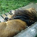 Sleeping lion next to my dinner table    