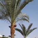 ����� ����-���-���� � ������ 