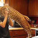 ���� ��������, �����������, 54 ���� - ��������� 9 ������ 2017 � ������ ������