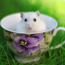 ������, ������-��-����, 26 ���