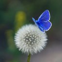 ���� �������, �����������, 61 ��� - ��������� 16 ���� 2017 � ������ ���� ����������