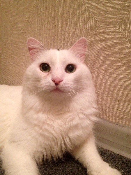 #_. 4,5           .   ... - 4