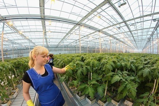 Бизнес-идея: Тепличный бизнес. С чего начать? Главной технической задачей тепличного ...