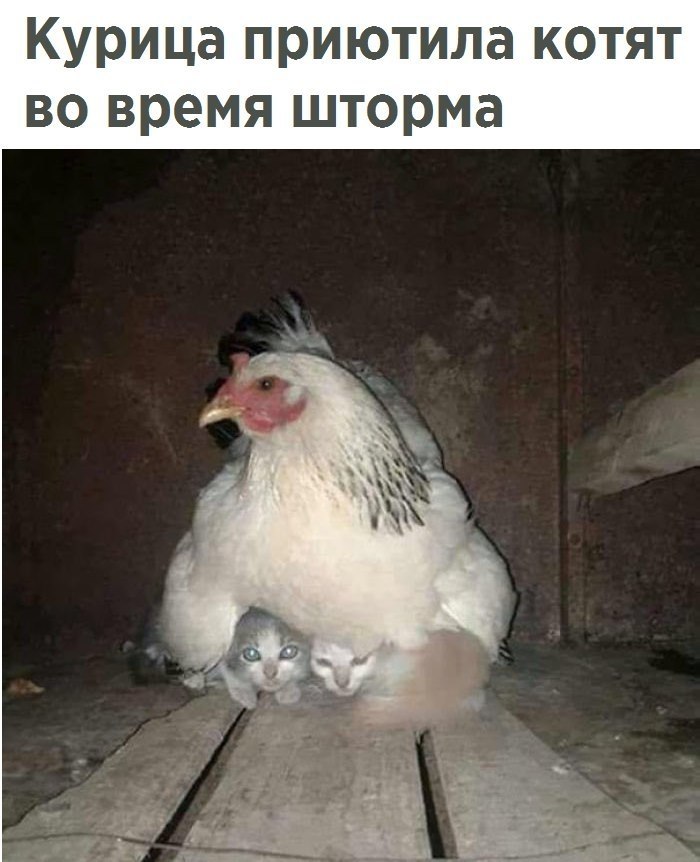 ����� �������� - 20 ������� 2017 � 20:30