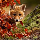 ���� �����, ����������� - ��������� 8 ������� 2017 � ������ ���� ����������