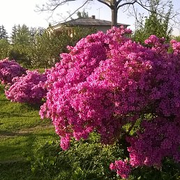 ���� Tornike, �������, 47 ��� - ��������� 30 �������� 2017
