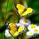 ���� ������, �����������, 68 ��� - ��������� 3 ���� 2017 � ������ ������ ��������