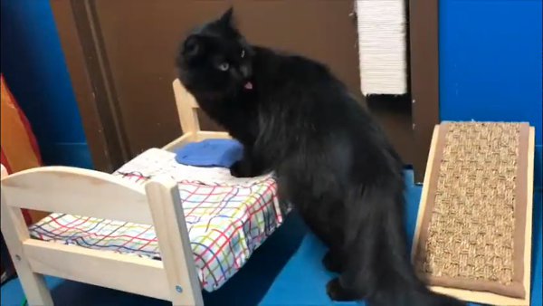 Канадское отделение IKEA подарило приюту кроватки для котиков :3.Спать коты, вероятно, все равно ... - 4