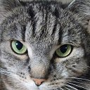  , -, 68  -  11  2017   