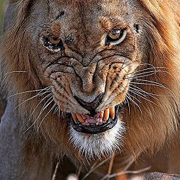 Fackkofff, ������, 44 ����