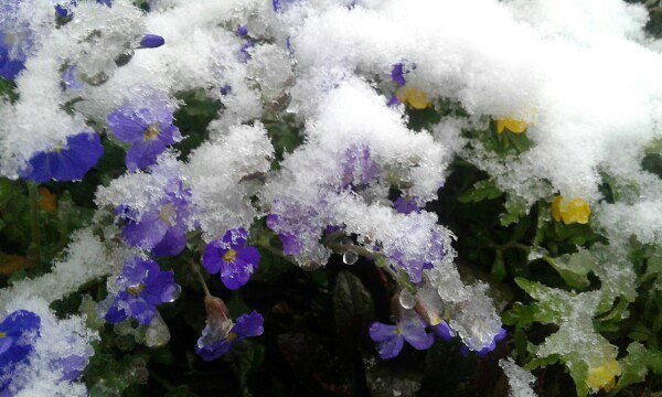 СНЕЖНОЕ ЦВЕТЕНИЕ 18 апреля 2017 г. Зима-смешливая девица, и календарь ей не указ. Морозцем ...