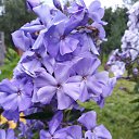 ���� �����, �����������, 62 ���� - ��������� 30 ���� 2017 � ������ ���� ������