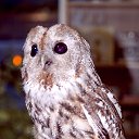 ���� ������, ������, 49 ��� - ��������� 21 ������ 2017 � ������ �SONY�