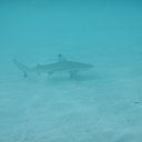 ���� �������, ��������, 51 ��� - ��������� 28 ���� 2017 � ������ ���������-2017�