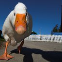 ���� ����, ���� - ��������� 21 ��� 2017