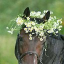  , -, 62  -  29  2017    