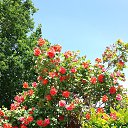 ���� Ljudmilla, �������, 71 ��� - ��������� 2 ���� 2017 � ������ ���� ����������