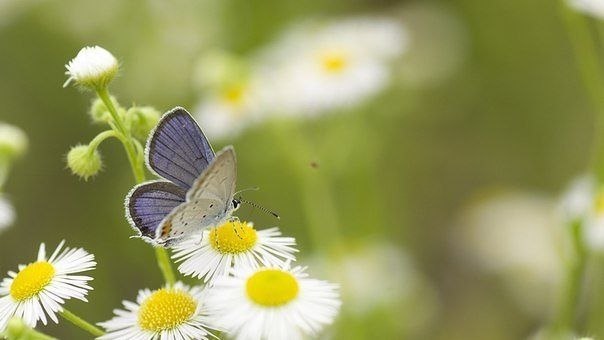 Лучшие домашние рецепты при стоматите. Стоматит — воспаление ... | Всё ...