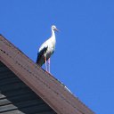 ���� �������, �����-���������, 71 ��� - ��������� 16 ������� 2017 � ������ ������ ��������