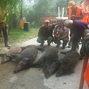 ���� �����, ��������, 36 ��� - ��������� 27 ���� 2017 � ������ ���� ����������